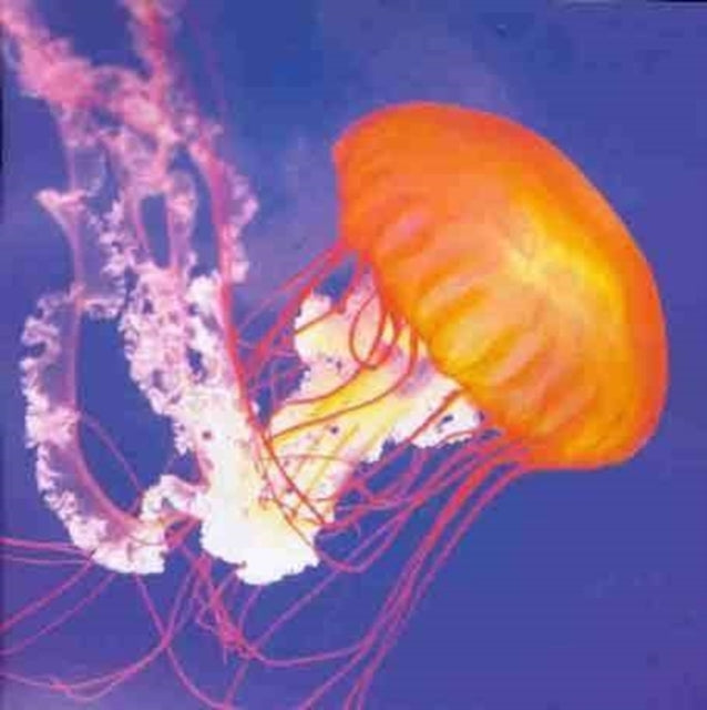 Primordial Lift