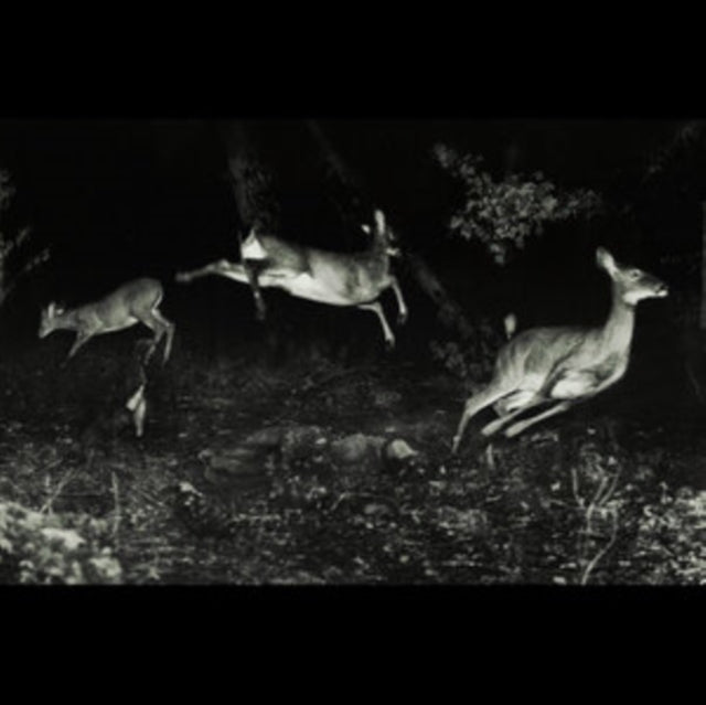 The Trees Were Buzzing, and the Grass.