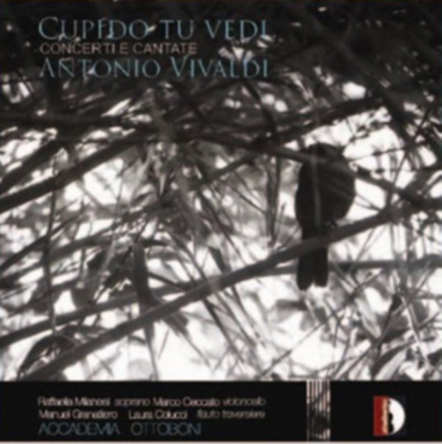 Cupido Tu Vedi: Concerti E Cantate