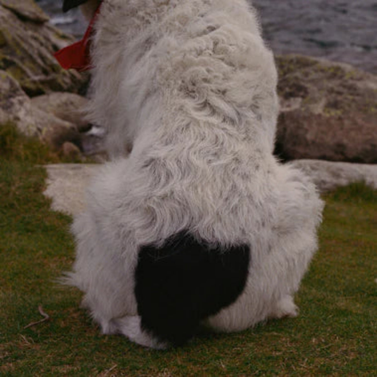 Dognip