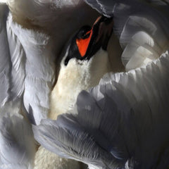 Wild Terrier Orchestra