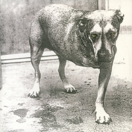 Alice in Chains (30th Anniversary)