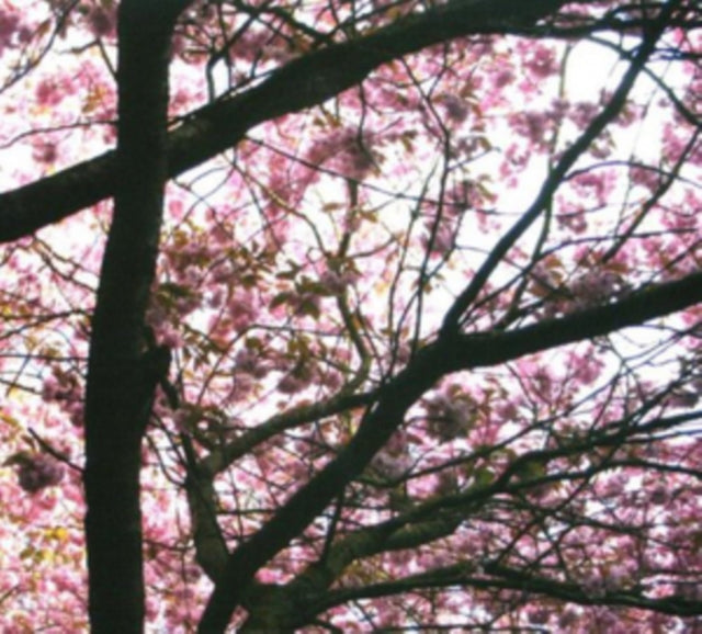 Hypnagogue