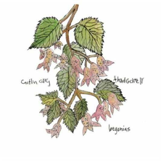 Begonias