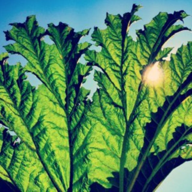 Gunnera