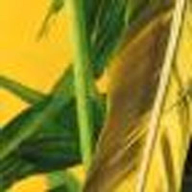 Composite The Brazilian Issue
