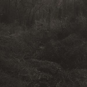 Transient