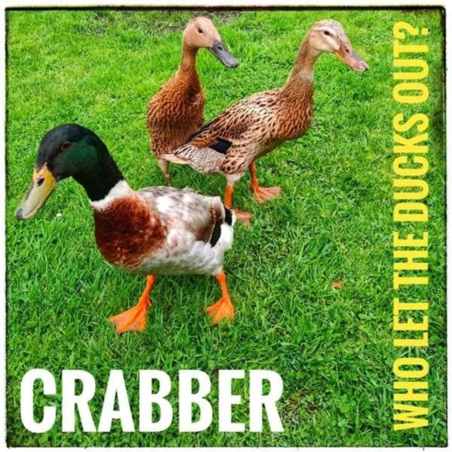 Who Let the Ducks Out?