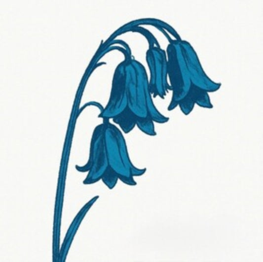 This Is the Bluebells