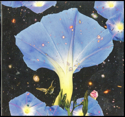 Nighttime Birds and Morning Stars