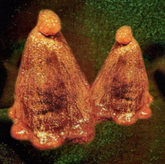 Oocyte Oil & Stolen Androgens
