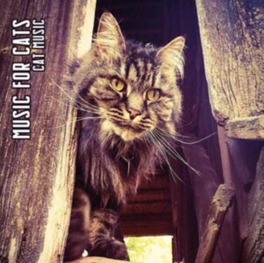 Cat Music