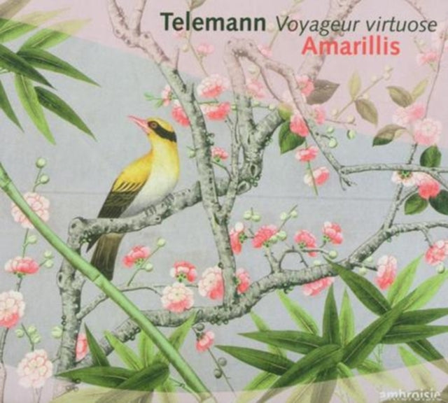 Voyageur Vituose (Amarillis)
