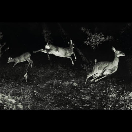 The Trees Were Buzzing, and the Grass.