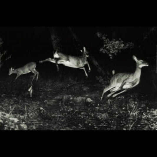 The Trees Were Buzzing, and the Grass.